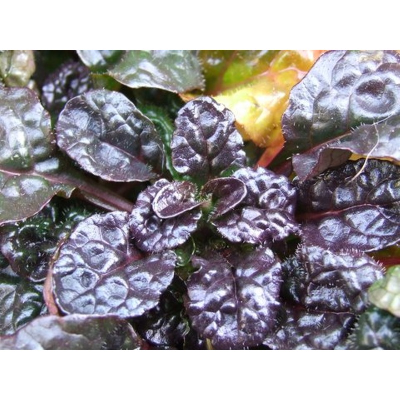 Ajuga ‘Mini Crisp Red’