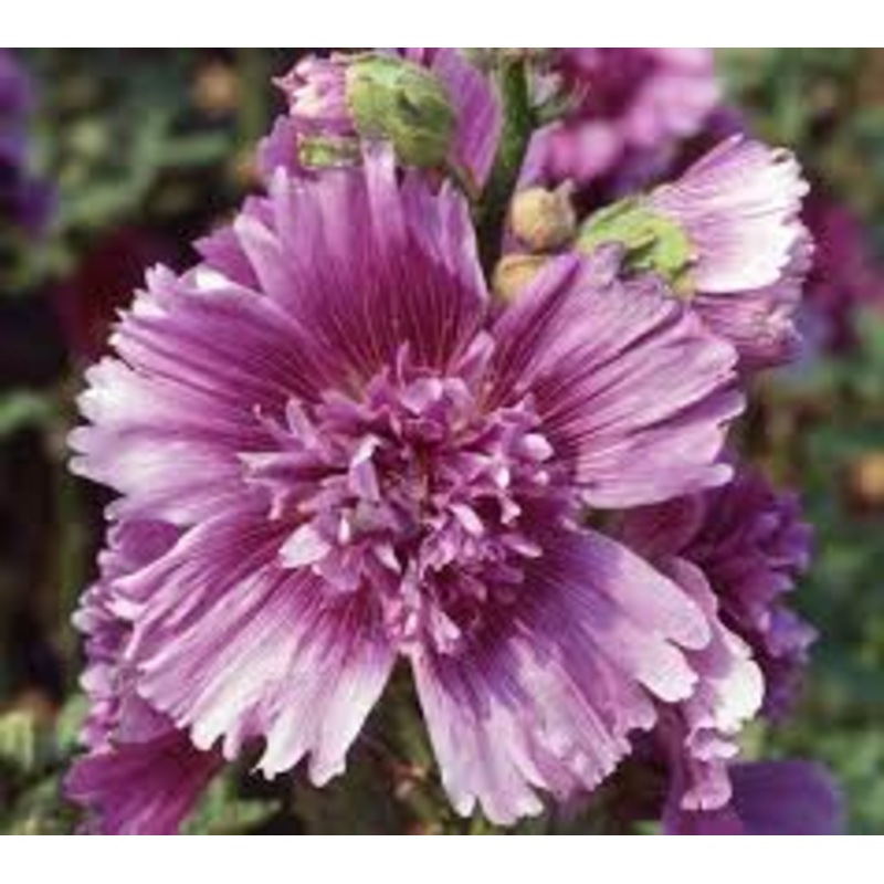 Alcea ‘Queeny Purple’
