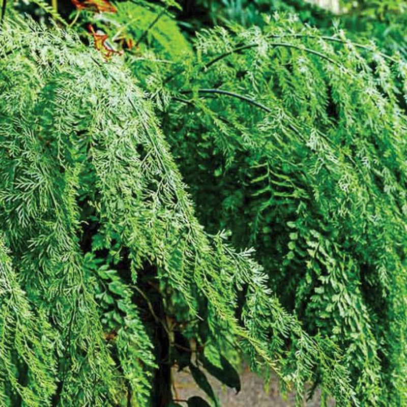 Asplenium Bulbiferum – 2.4L