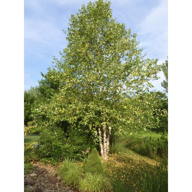 Betula nigra – River Birch