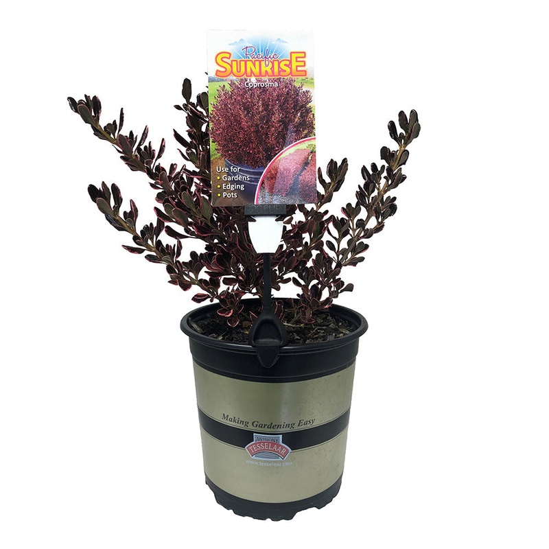 Coprosma Pacific Sunrise – 2.5L