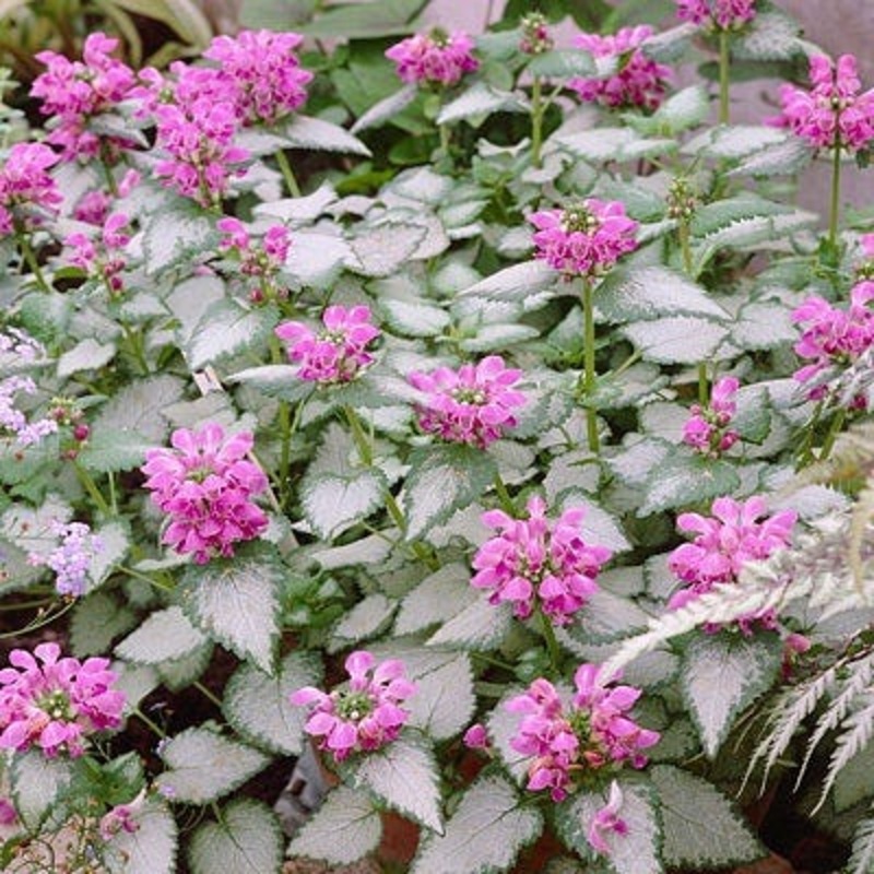 Lamium mac. ‘Purple Dragon’
