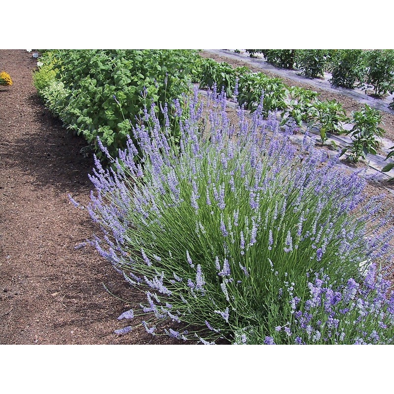 Lavandula int. ‘Provence’ – Lavender