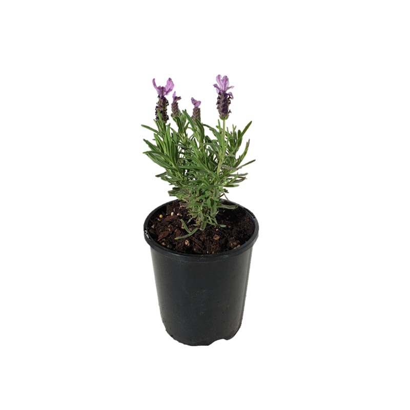 Lavender Sensation Blue – 14CM