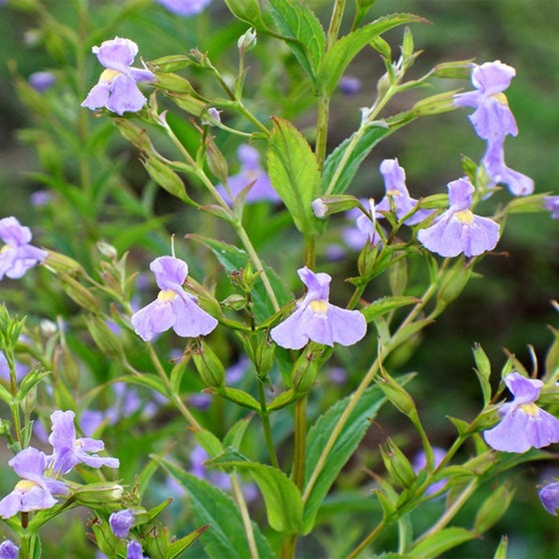 Mimulus ringens – Monkey Flower