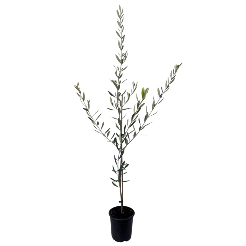 OLEA europaea ‘Verdale’ – 2.5L