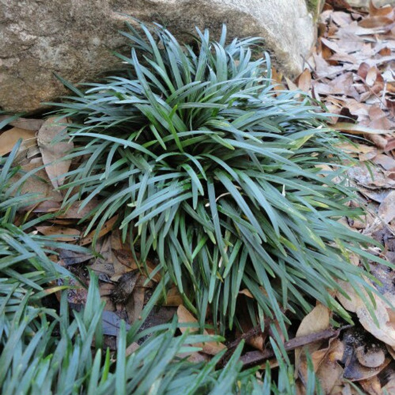 Ophiopogon ‘Nana’ – Dwarf Mondo Grass