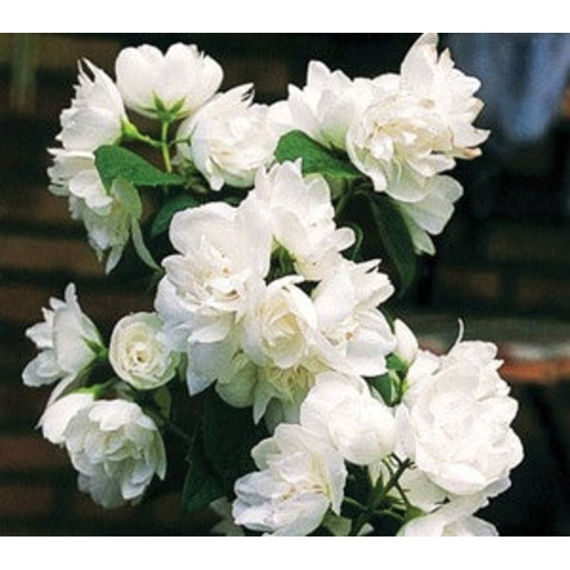 Philadelphus ‘Snow White Fantasy’