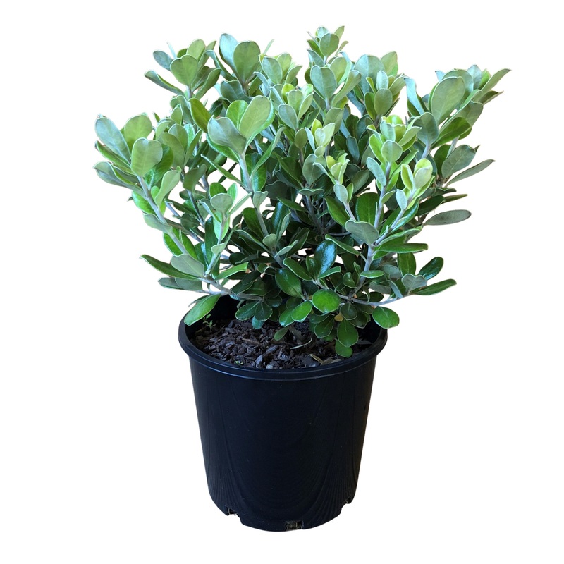 Pittosporum Pot Belly– 2.4L