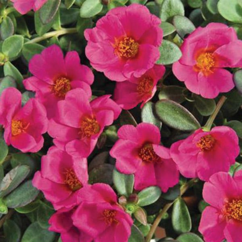 Portulaca Pizzaz Grape Jelly – 12cm