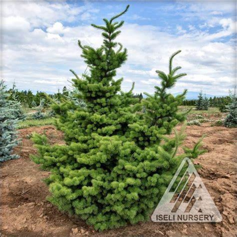 Pseudotsuga menzesii ‘Waggin Tails’ – Douglas Fir