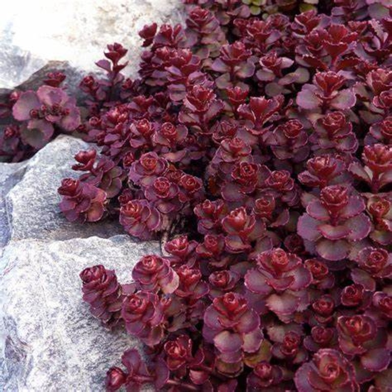 Sedum ‘Voodoo’
